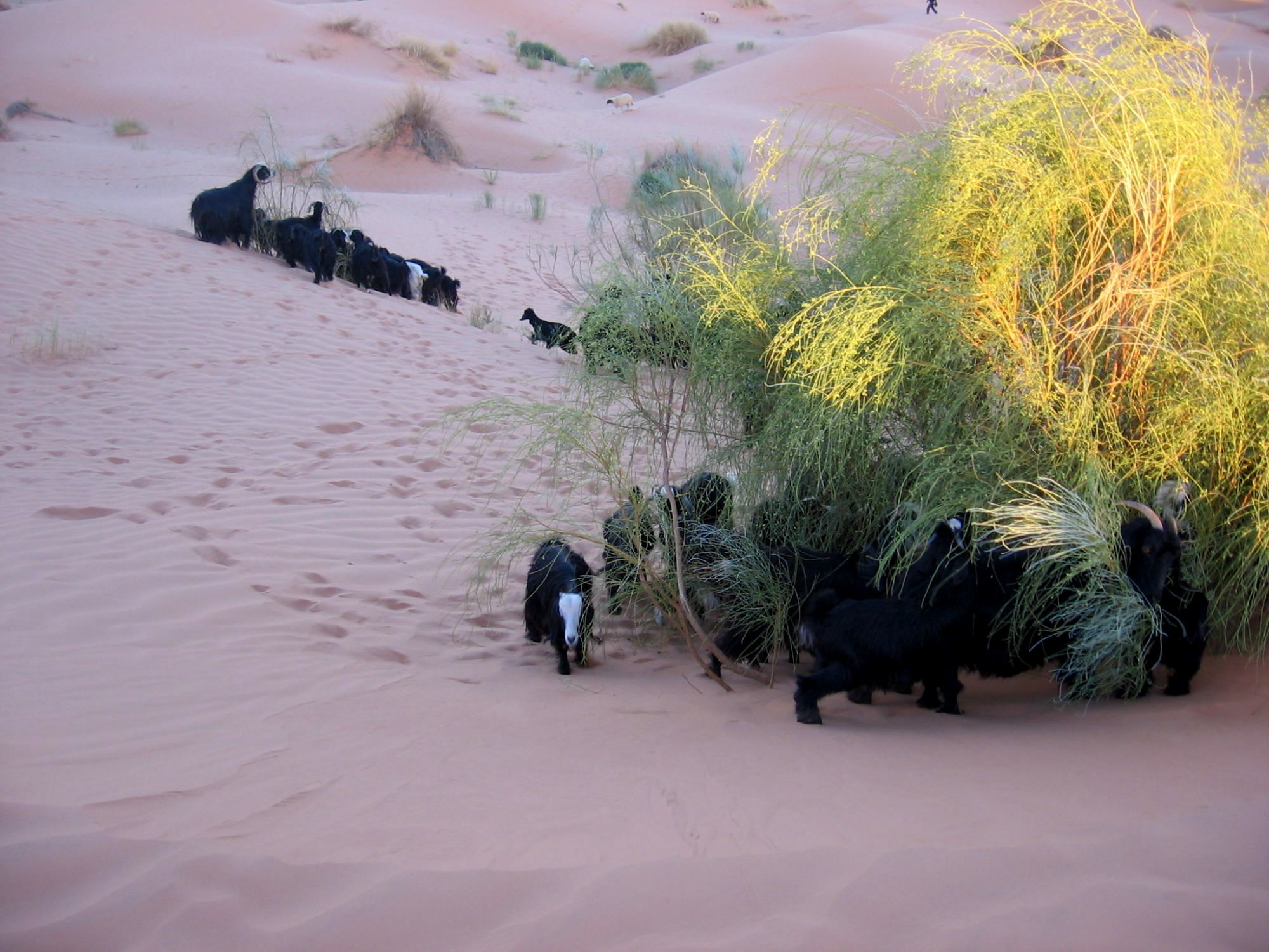 zvířata v poušti - vision quest na Sahaře 2012